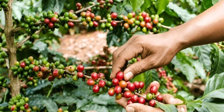 kopi single origin arabica flores