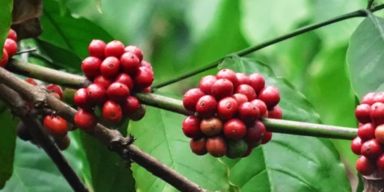 robusta