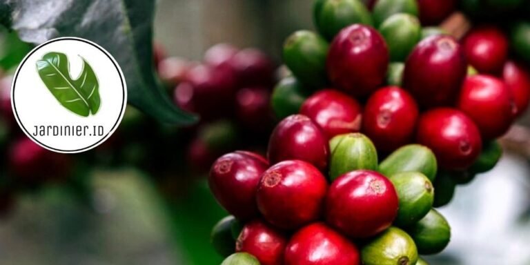 arabica