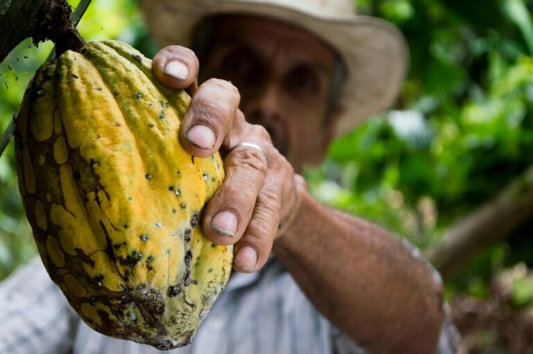 Cacao A farmer's hand holding a ripe cacao pod during the harvest season in a lush plantation.